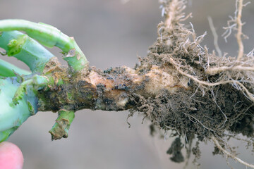 Cabbage root damaged by a caterpillar of moths of the owlet moth family - Noctuidae. Important...