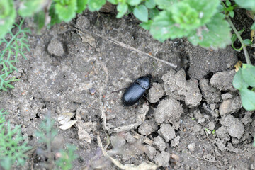 Creeping bread grains ground beetle on soil with cereal plantation (Zabrus tenebrioides).