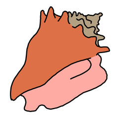 Sea shell natural beauty from ocean beach treasure collection. Summer time vacation mood. Aquarium exotic tropical decoration. Hand drawn illustration. Line drawing.