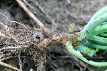 Cabbage root damaged by a caterpillar of moths of the owlet moth family - Noctuidae. Important...