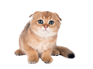 scottish fold kitten in studio