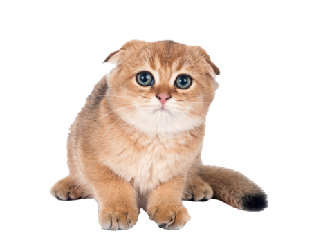 scottish fold kitten in studio