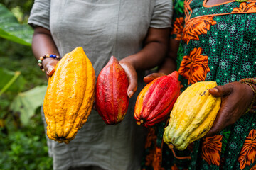 Close-up of different varieties of cocoa pods freshly harvested by two female farmers
