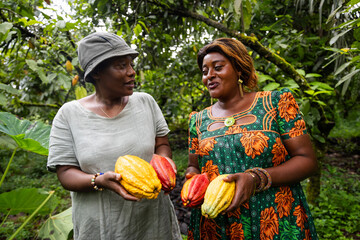 Two farmers have a conversation during the cocoa pod harvest, production of chocolate in Africa