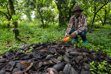 A farmer near the carcasses of cocoa pods emptied during the harvest