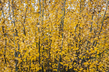 Background, texture of yellow leaves of an aspen tree in a forest in nature.