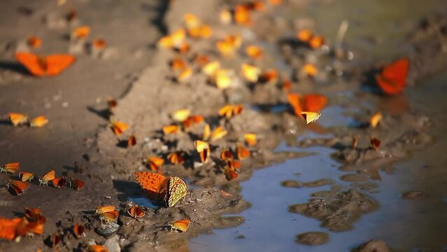 Many butterflies sit on the shore of a pond, drinking water. Orange butterflies in a large cluster.