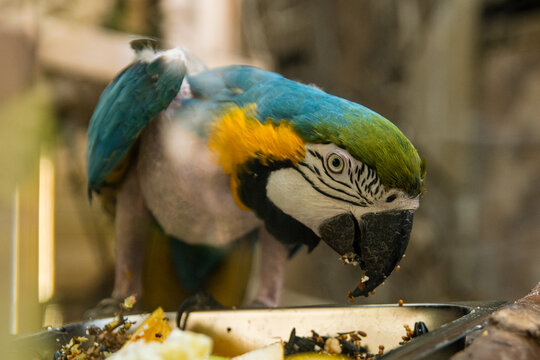 Blue and yellow macaws in a large enclosure on perches peck food from the ground.
