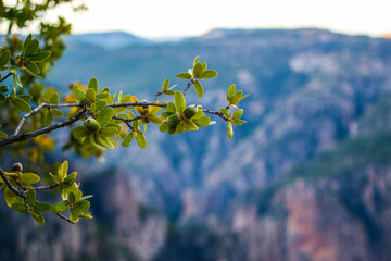 Leaves against sky on Copper Canyon