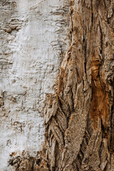 Background, texture of the peeled, uneven surface of an old tree in the forest with bark, pattern. Close-up photography, abstraction.
