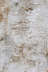 Background, texture of the peeled surface of a tree without bark.