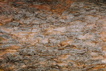 Background, texture of the brown bark of a coniferous tree, pine. Close-up photography, nature.