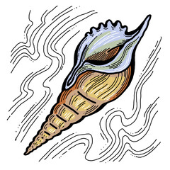 Sea shell natural beauty from ocean beach treasure collection. Summer time vacation mood. Aquarium exotic tropical decoration. Hand drawn illustration. Line drawing.