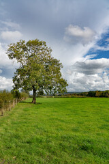 Beautiful Cotswold landscape on a sunny autumn day with a lone tree in the foreground - 669191166