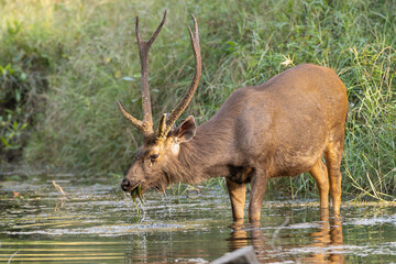Sambar - Rusa unicolor buck standing in water and eating water grass at green background. Photo from Ranthambore National Park, Rajasthan, India. © PIOTR