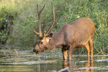 Sambar - Rusa unicolor buck standing in water and eating water grass at green background. Photo from Ranthambore National Park, Rajasthan, India.