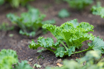 Green fresh raw kale field
