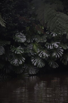 Monstera