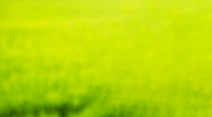 Fototapeta na wymiar Blurry picture of green rice fields Light green background