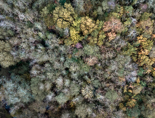 Drone down view of treetops turning to Autumn colours in South Wales UK
