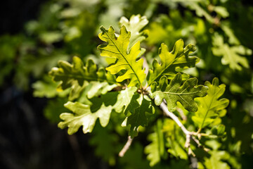Fototapeta premium Bright Light on Pinon Pine Tree Leaves