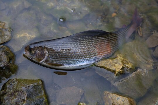 Thymallus  grayling fish caught in the river large dorsal fin salmon family of the  