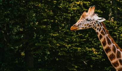 Giraffe head and neck with a background of green tree leaves © Rastislav