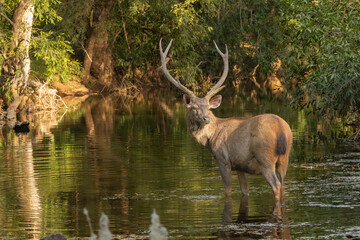 Sambar - Rusa unicolor buck standing in river at dark green background. Photo from Ranthambore National Park, Rajasthan, India. © PIOTR