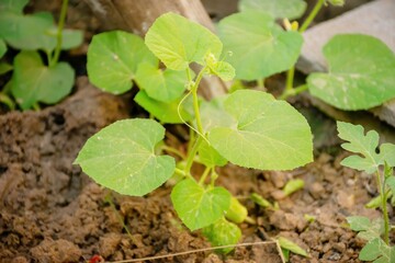 melon seedlings,organic melon plant on the field