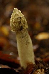 Pilz im herbstlichen Wald