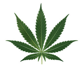 Green cannabis leaf, the back side of the leaf on a transparent background.png transparent background image. Marijuana leaf illustration