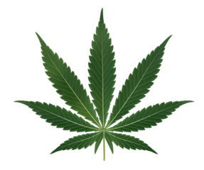 Green cannabis leaf, the back side of the leaf on a transparent background.png transparent background image. Marijuana leaf illustration