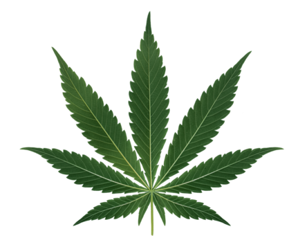 Green cannabis leaf, the back side of the leaf on a transparent background.png transparent background image. Marijuana leaf illustration