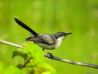 gnatcatcher bird perched on a branch with green background