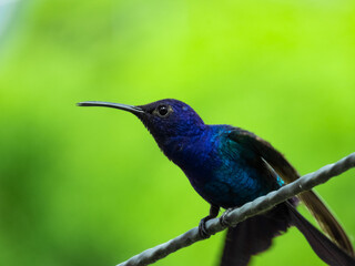 blue hummingbird