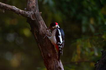 Lesser spotted woodpecker on tree trunk. Fall.