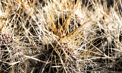 Spines Of Cactus Intertwined in Big Bend