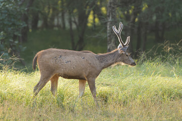 Sambar - Rusa unicolor buck on meadow with green background. Photo from Ranthambore National Park, Rajasthan, India. © PIOTR