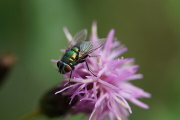 Nahaufnahme, Fliege auf einer Distel, grün und lila