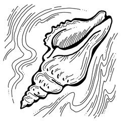 Sea shell natural beauty from ocean beach treasure collection. Summer time vacation mood. Aquarium exotic tropical decoration. Hand drawn illustration. Line drawing.
