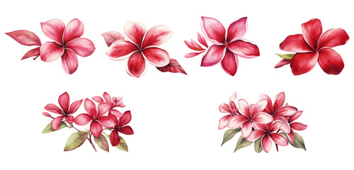 Red Frangipani flower or Plumeria in watercolor, 