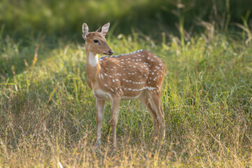 Chital or cheetal, spotted deer, chital deer, axis deer - Axis axis standing in green grass. Photo from Ranthambore National Park, Rajasthan, India.
