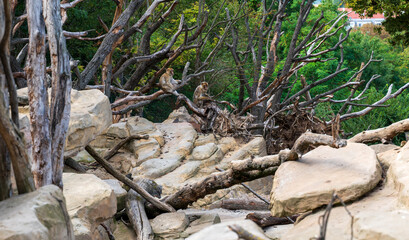 Two barbary macaque monkeys sit on branches.