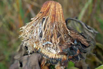 ​​​​​​​​​​​Sclerotinia sclerotiorum Diseases of Sunflower​ (White mold). Sclerotinia head rot. Sclerotia produced by pathogen visible.
