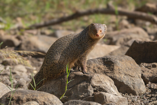 Indian grey mongoose, Asian grey mongoose - Urva edwardsii on rocks with grass in background. Photo from Ranthambore National Park, Rajasthan, India.