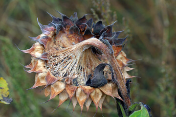 Naklejka na ściany i meble ​​​​​​​​​​​Sclerotinia sclerotiorum Diseases of Sunflower​ (White mold). Sclerotinia head rot.
