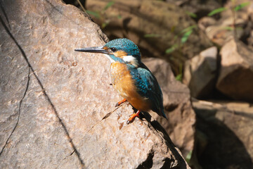 Common kingfisher, Eurasian kingfisher, river kingfisher - Alcedo atthis on stone with brown background. Photo from Ranthambore National Park, Rajasthan, India.