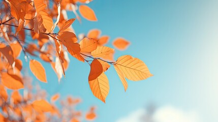Beautiful natural autumn background with orange autumn leaves against the blue sky