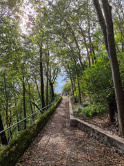 path in the woods