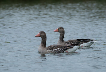 Obraz premium Oies cendrées dans la nature en Bretagne